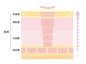 美肌　栄養セラピー　栄養素　ターンオーバー