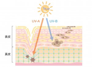 ５０代女性　日焼けケア　紫外線UVA・UVB　美白