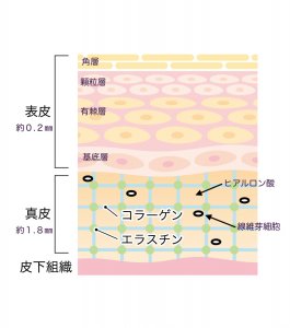 ５０代女性の美肌つくり　お肌の構造